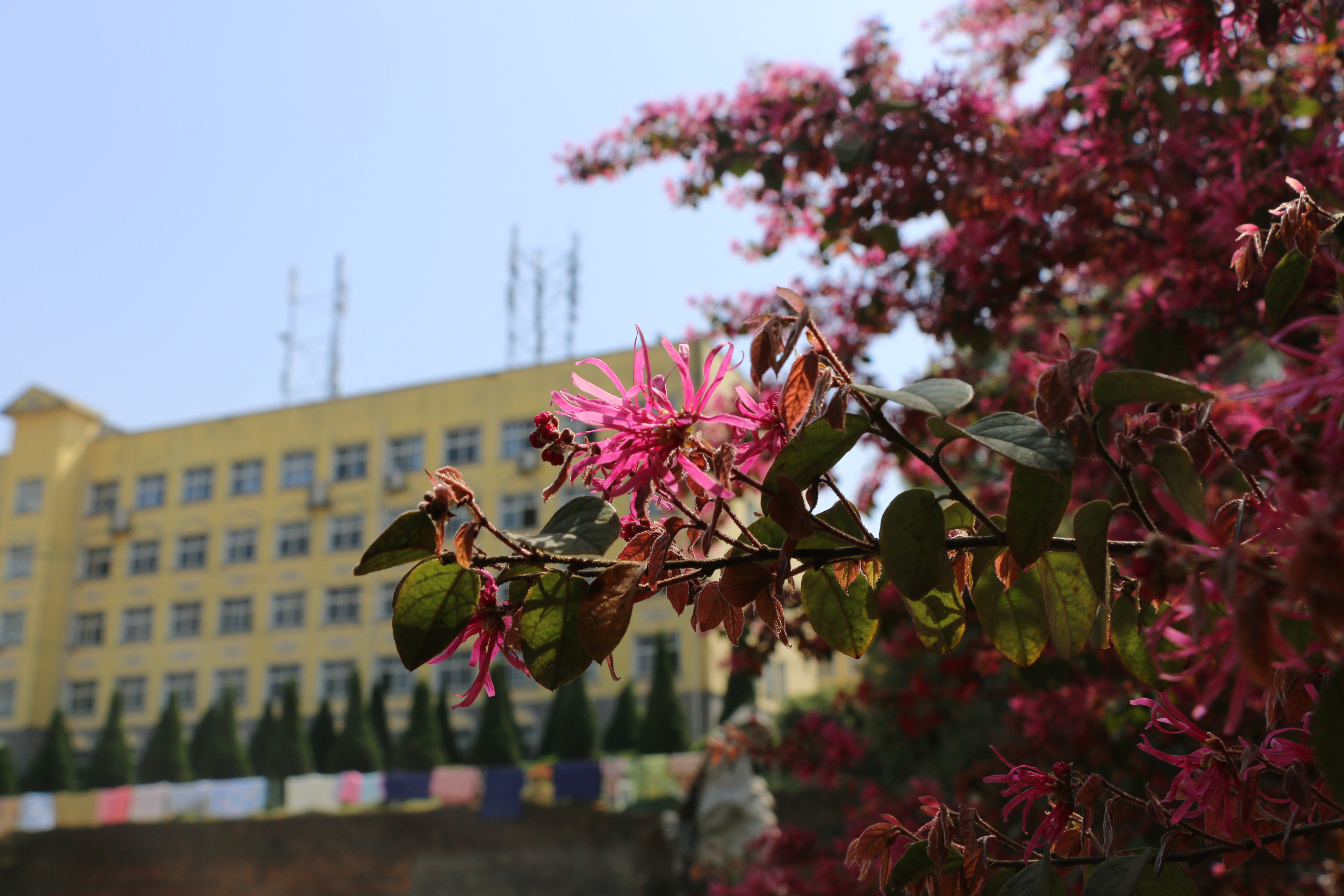 1494749055633578.jpg IMG_5311.JPG