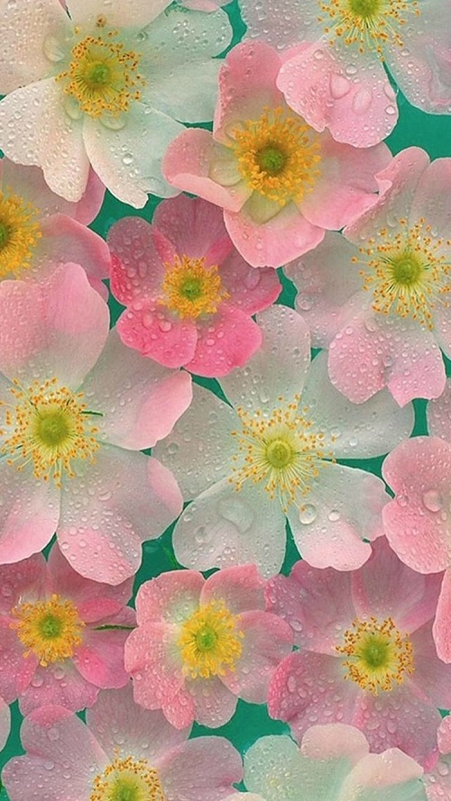 1490579515194135.jpg 3月IMG_9775.JPG