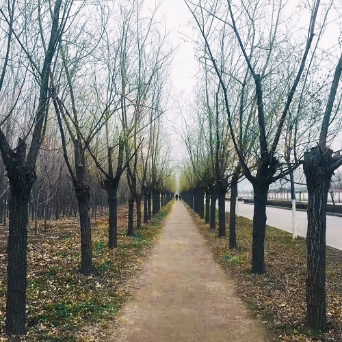 1490580427898562.jpg 3月IMG_9596.JPG